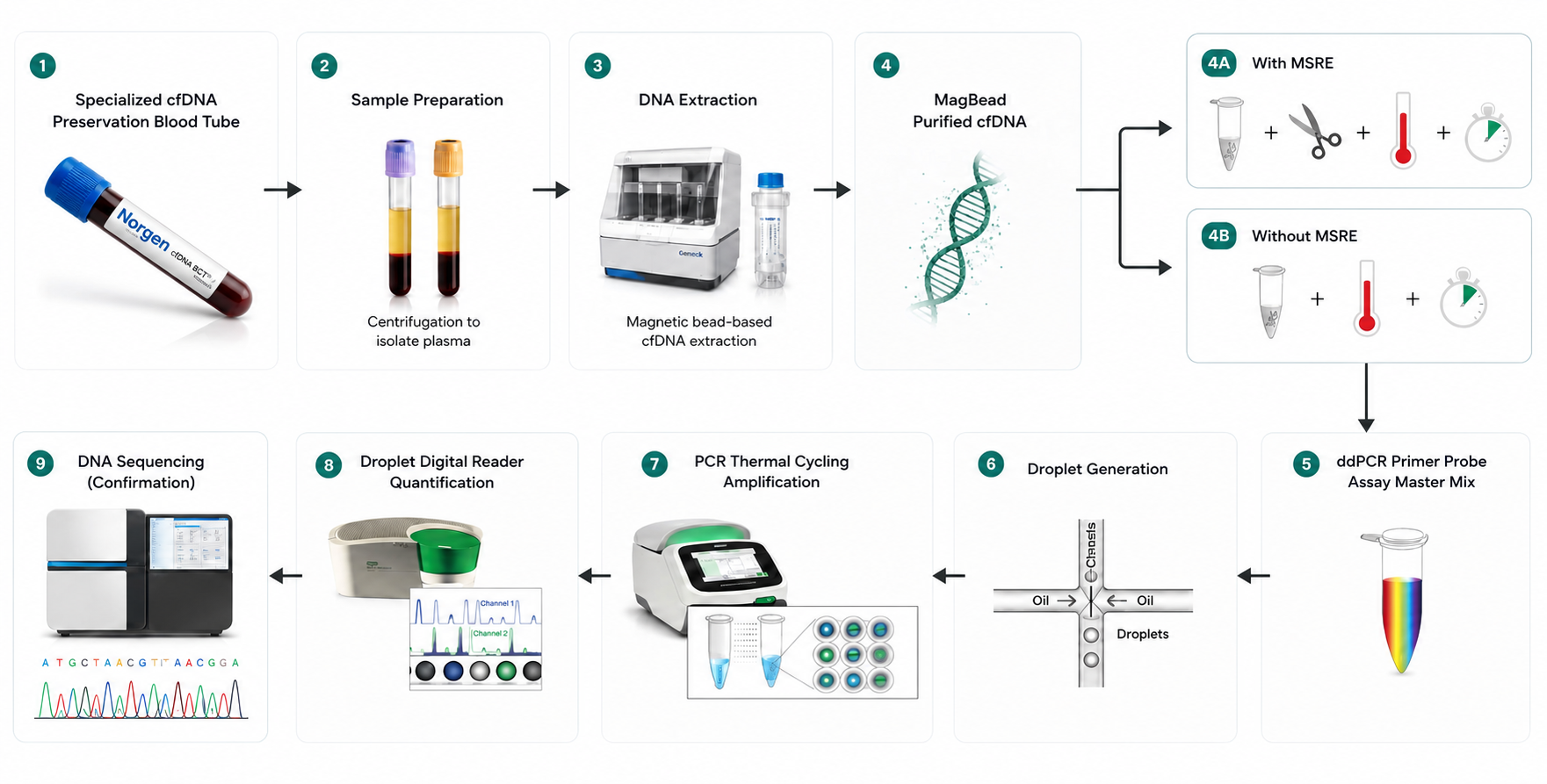 Nine-step cfDNA assay workflow: specialized cfDNA preservation blood tube, sample preparation by centrifugation, magnetic bead-based DNA extraction, MagBead-purified cfDNA, methylation-sensitive restriction enzyme digestion with or without MSRE, ddPCR primer probe assay master mix, droplet generation, PCR thermal cycling amplification, droplet digital reader quantification, and confirmatory DNA sequencing.
