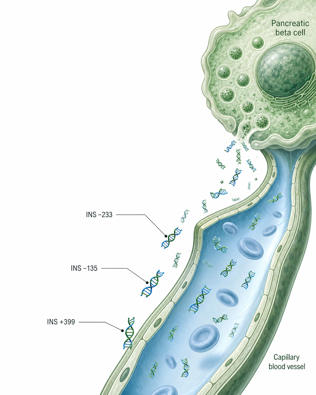 Scientific illustration of a pancreatic beta cell releasing cfDNA fragments labeled INS −233, −135 and +399 into the bloodstream