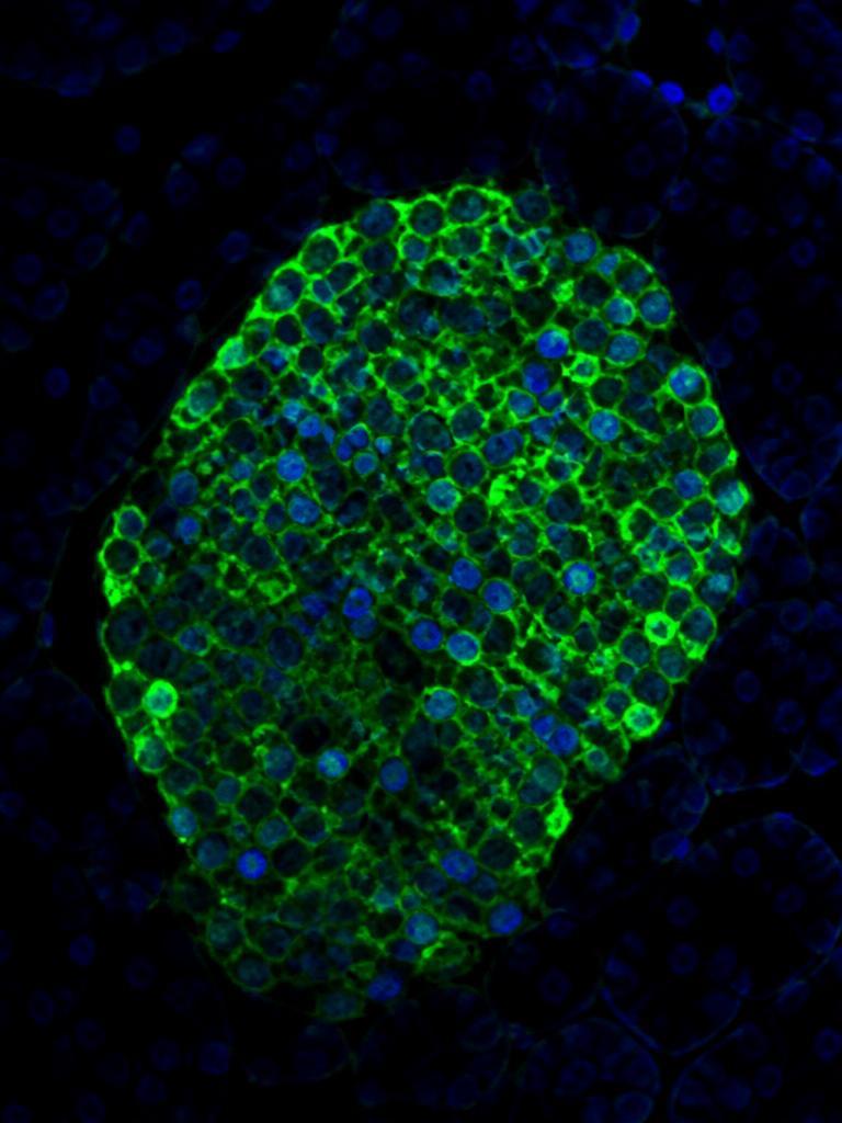 Beta Cell Biology