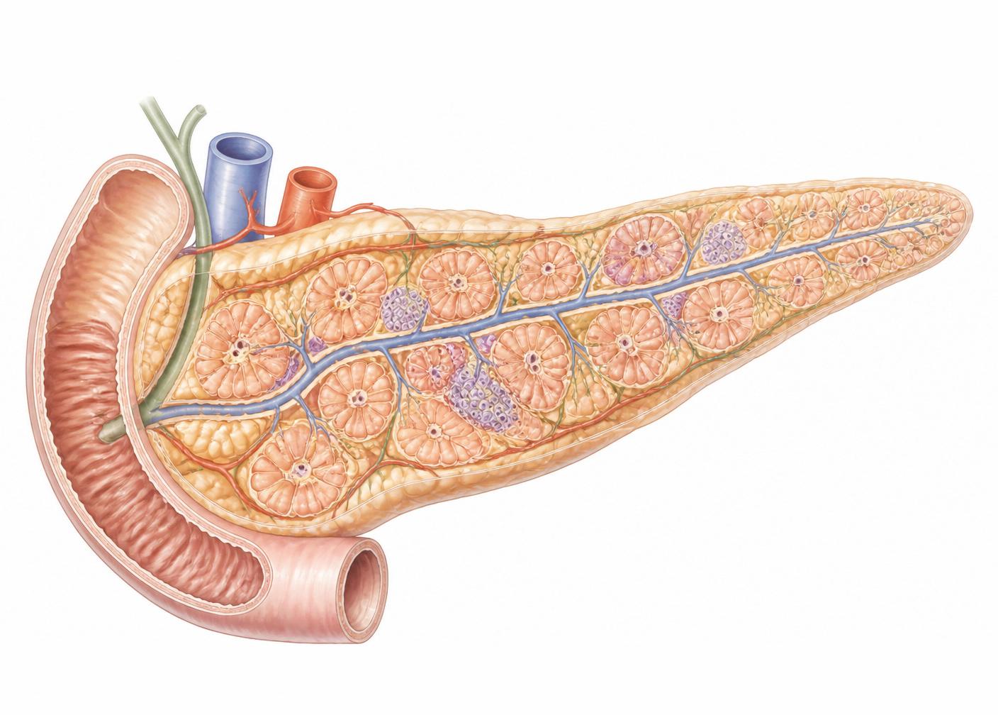 Anatomical cross-section of the human pancreas showing acinar cells and islets