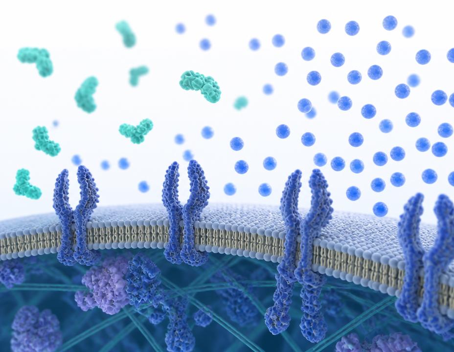Illustration of insulin molecules unable to engage receptors on a cell membrane while glucose accumulates